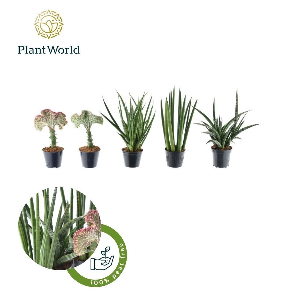 Sansevieria mix Happy: Kirkii-Skyline-Mikado.