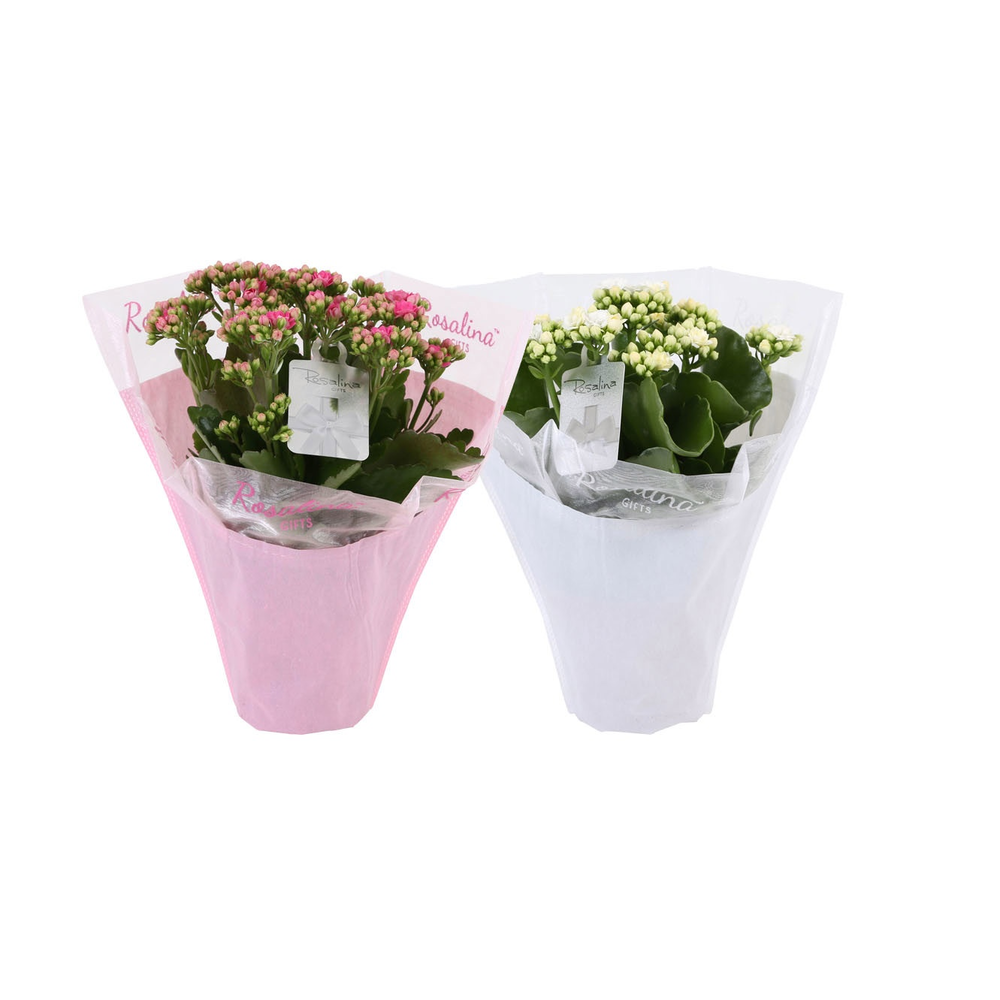 Kp-729.3 - Kalanchoe Rosalina 12cm Gifts love met .