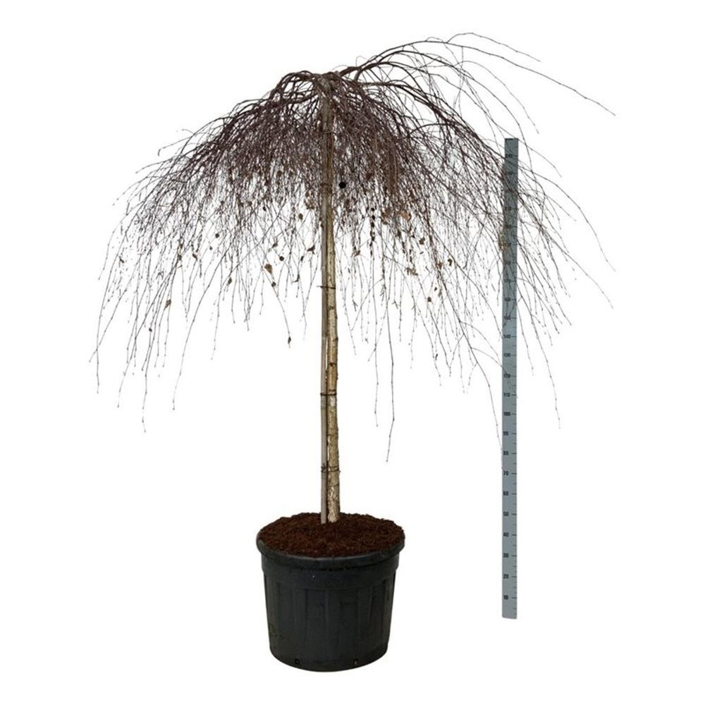 Betula p. 'Youngii'.