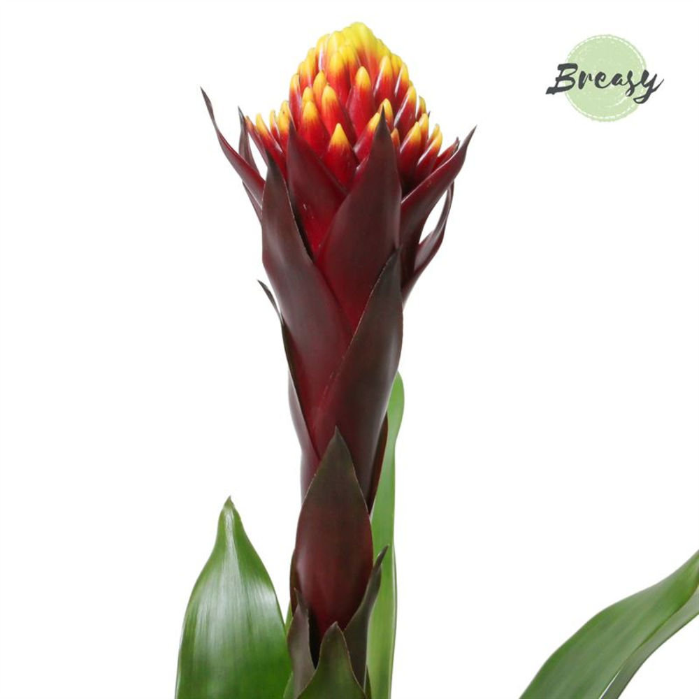 Guzmania Rockyflower Akabar.