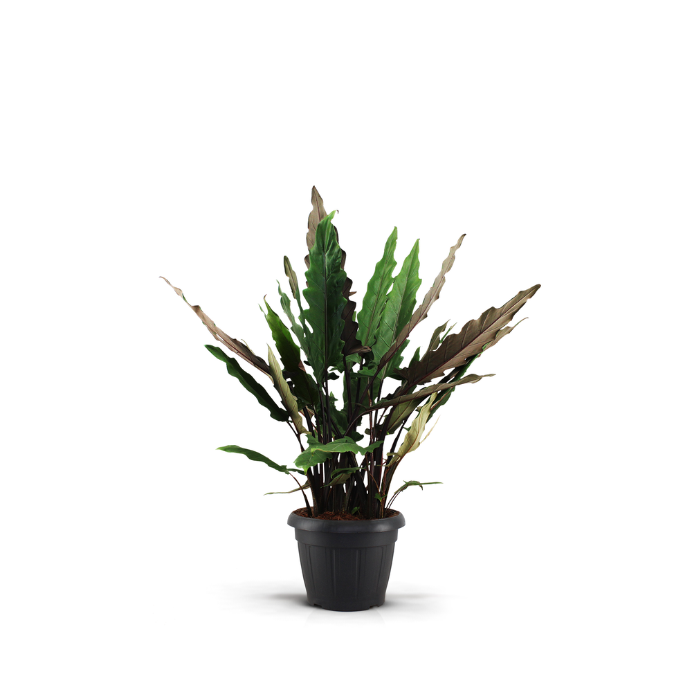 Alocasia Lauterbachiana Decopot.