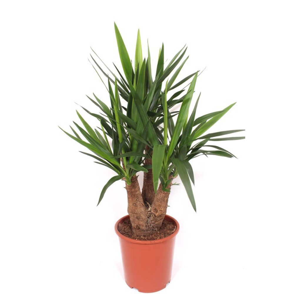 Yucca elephantipes 3+ armen.