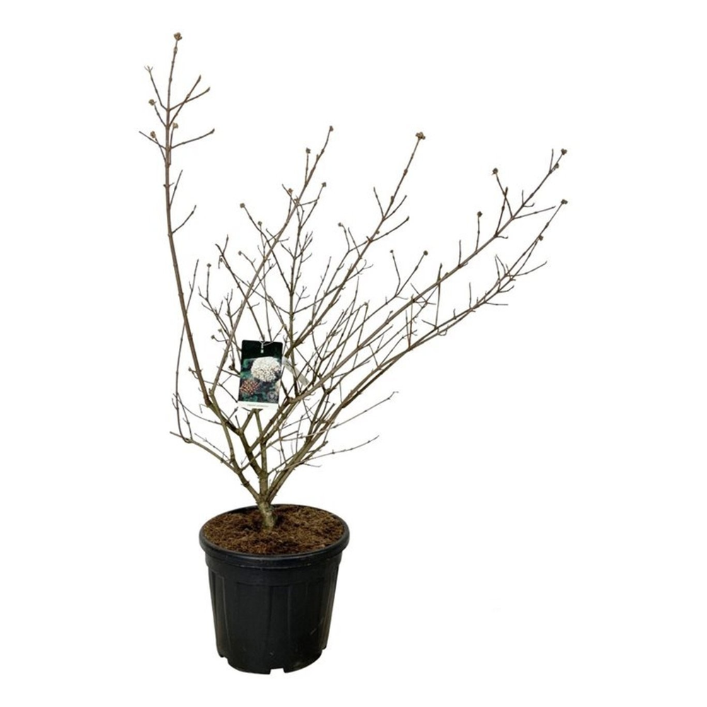 Viburnum carlcephalum.