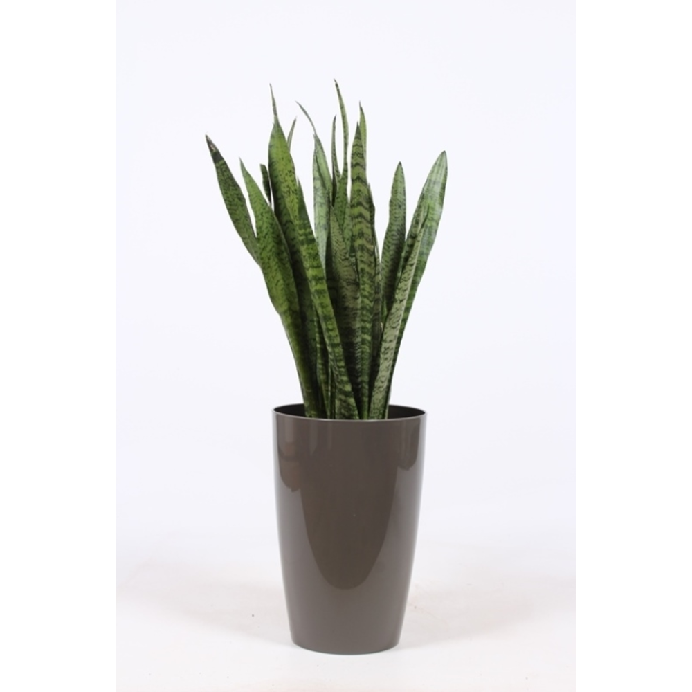 Sansevieria zeylanica in Santorini "taupe".