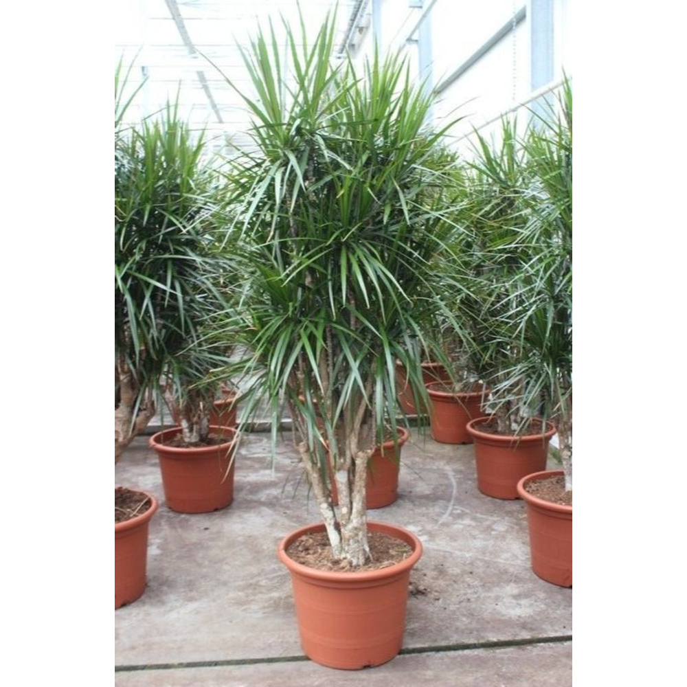 Dracaena marginata.