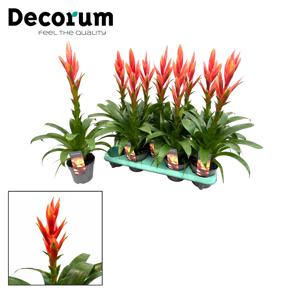 Tillandsia Ziva (Decorum).