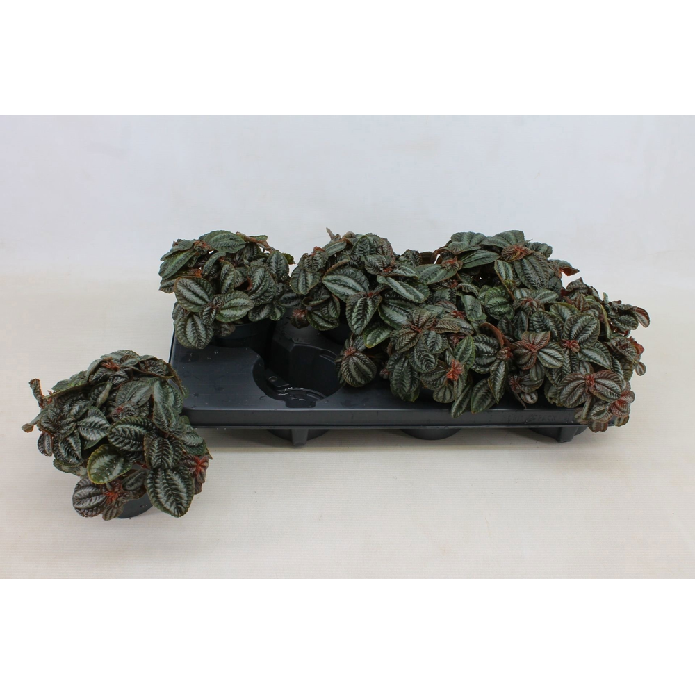 Pilea Norfolk, 12cm.