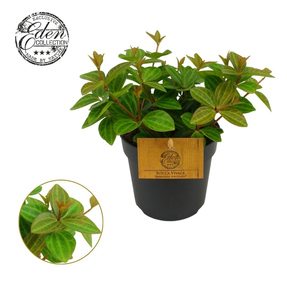Peperomia Ang. Rocca Vivace 10,5cm.