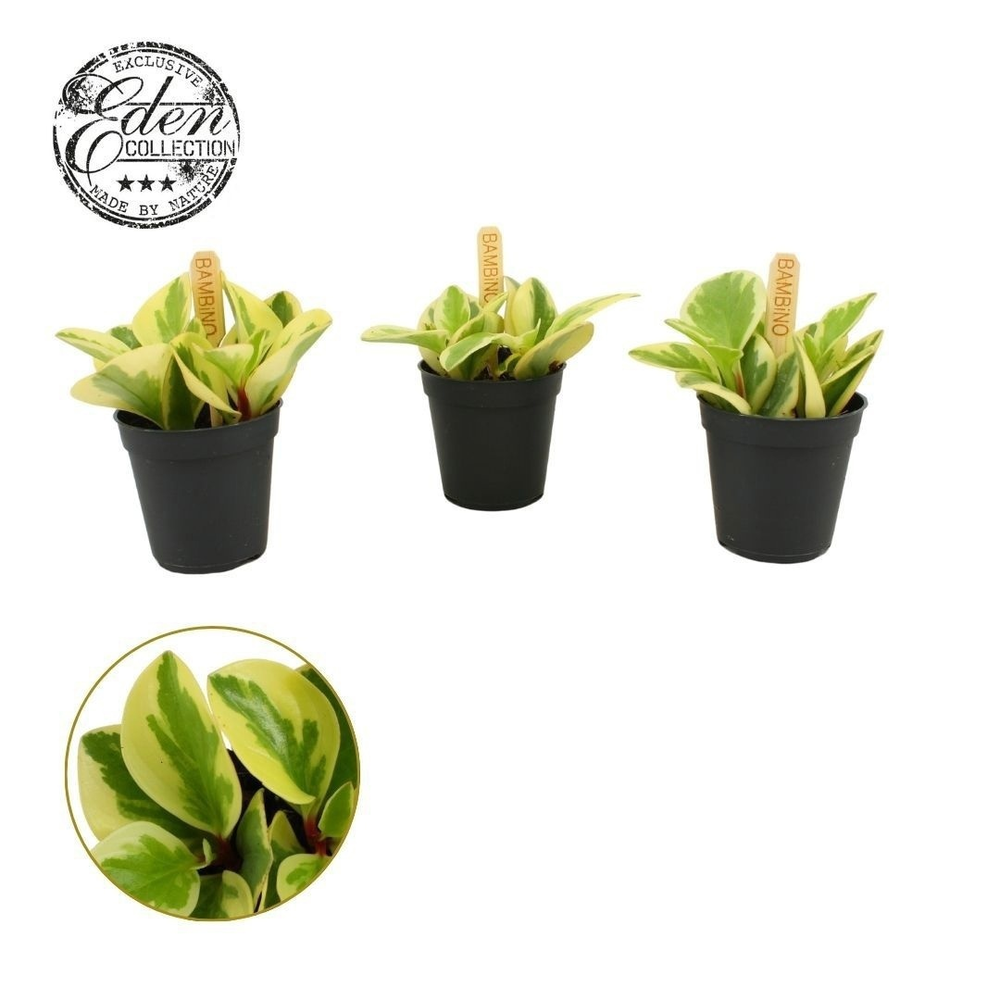 Peperomia Obtipan Bicolor 5,5cm.