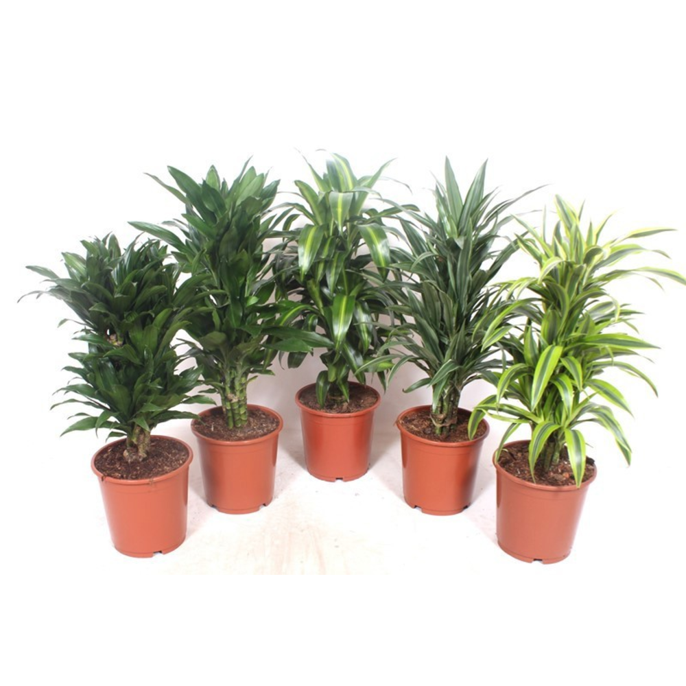 Dracaena fragrans Mixkar 24.