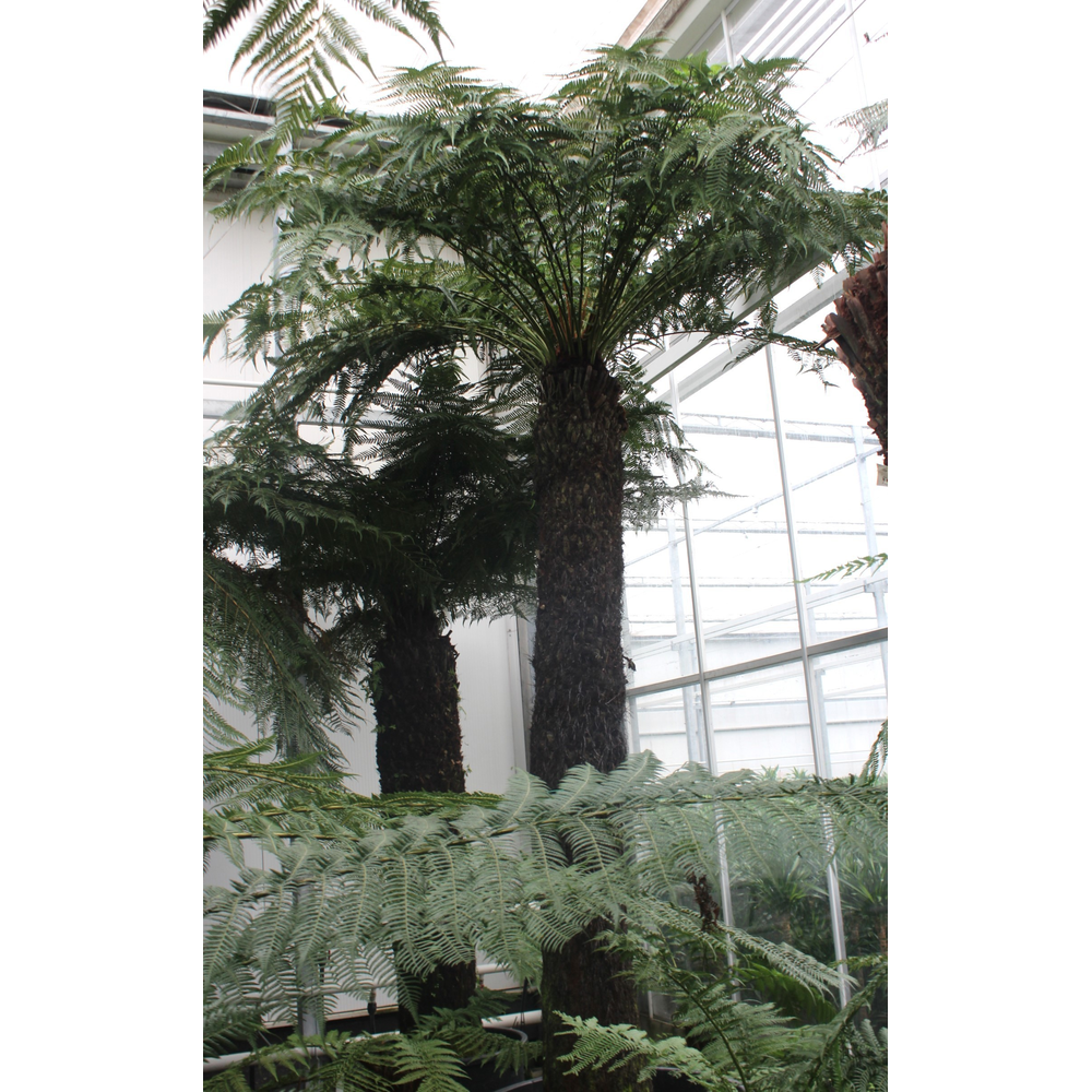 Dicksonia antarctica.