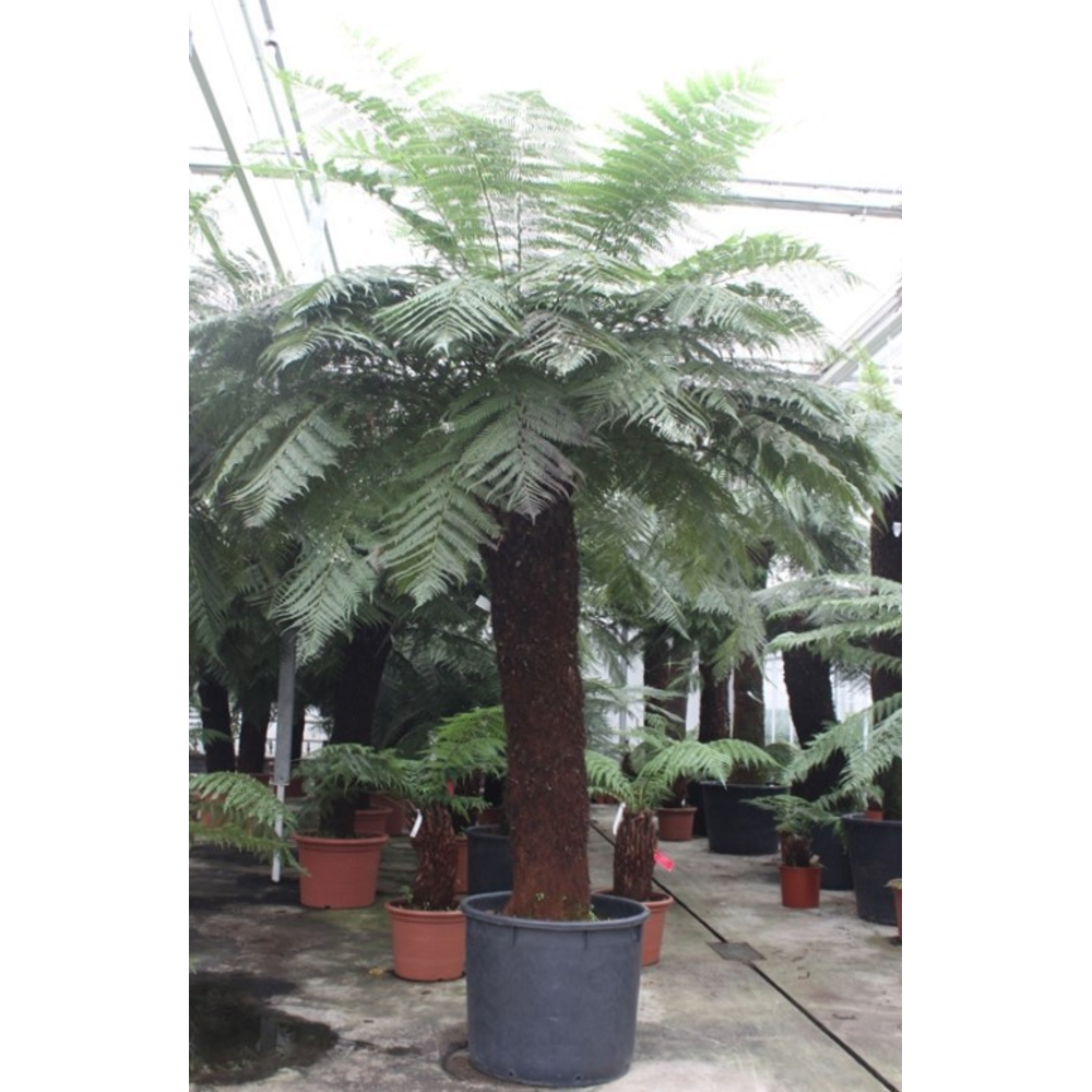 Dicksonia antarctica.