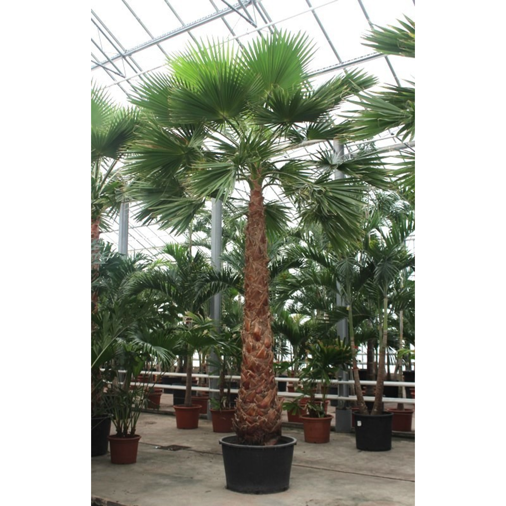 Washingtonia robusta.