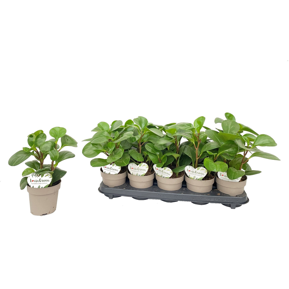 Peperomia Obtusifolia.