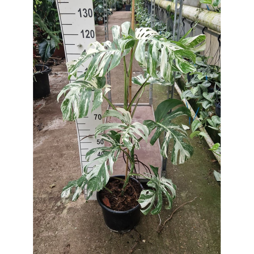 Monstera deliciosa 'Variegata'.
