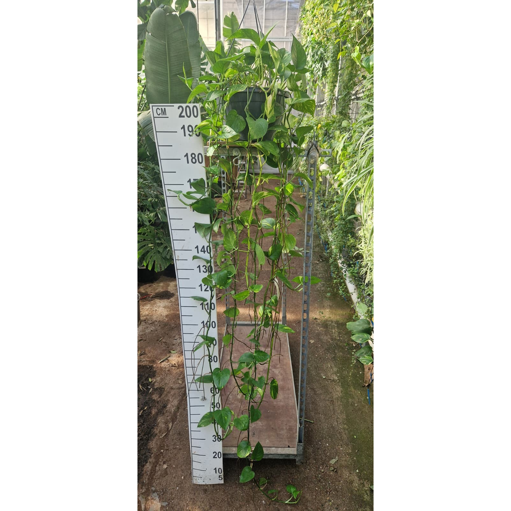 Epipremnum Aureum hangplant XXL.