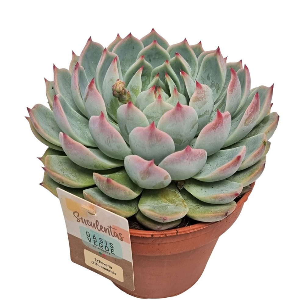 Echeveria Chihuahuaensis - 1154.