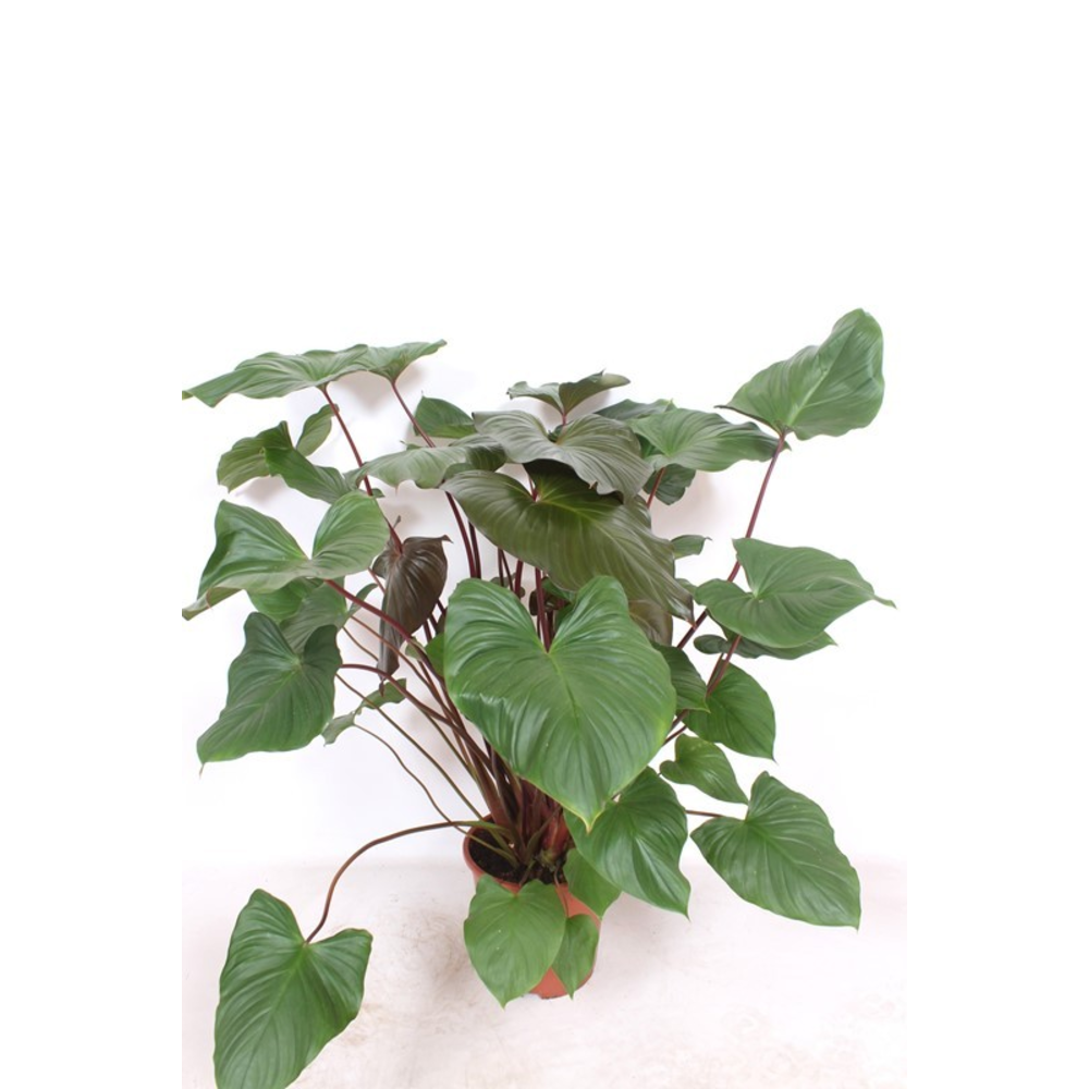 Homalomena rubescens Maggy.