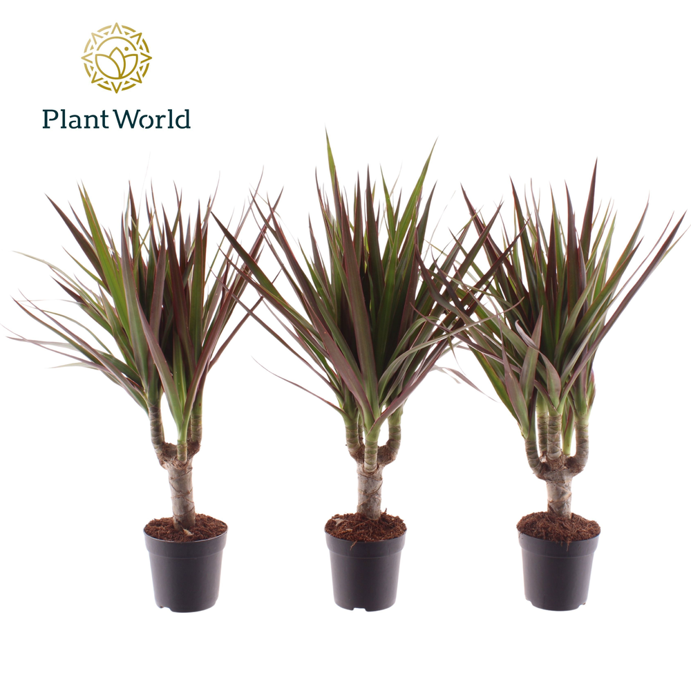 Dracaena Magenta stam 7 cm.