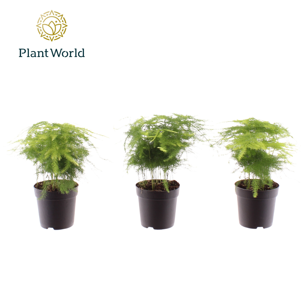 Asparagus plumosus 7 cm (Decorum).