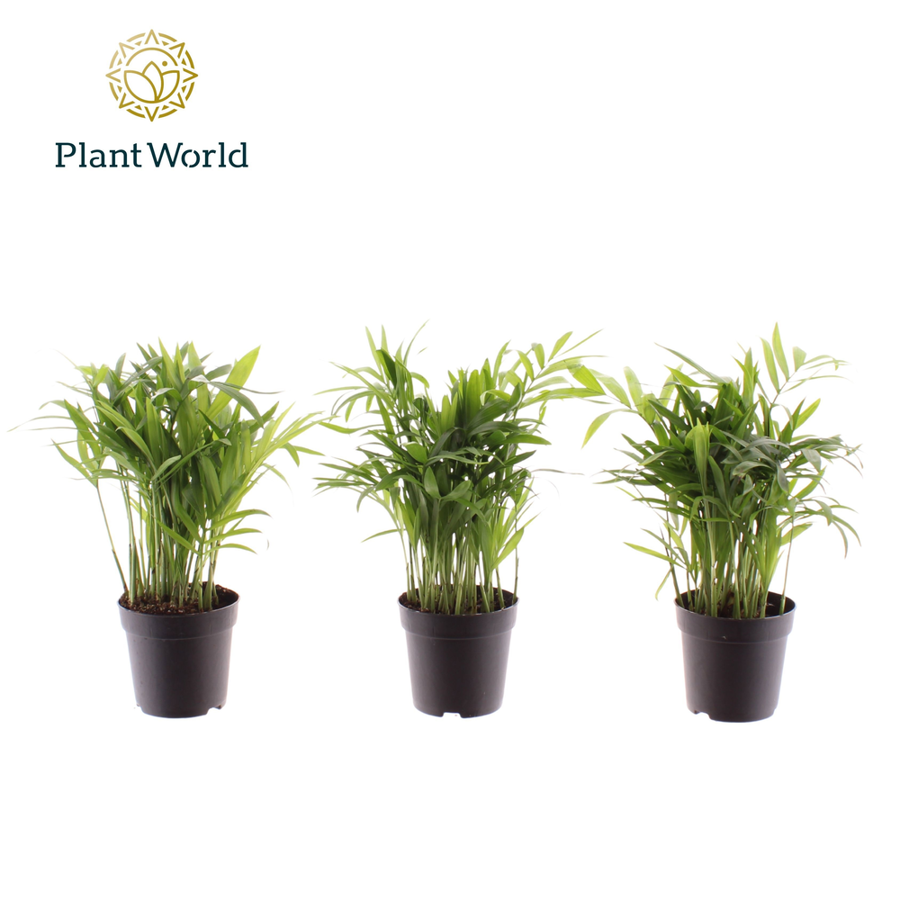 Chamaedorea elegans 7 cm.