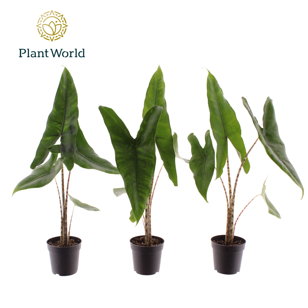 Alocasia Zebrina 7 cm.