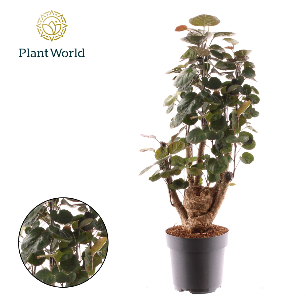 Polyscias Fabian vertakt.