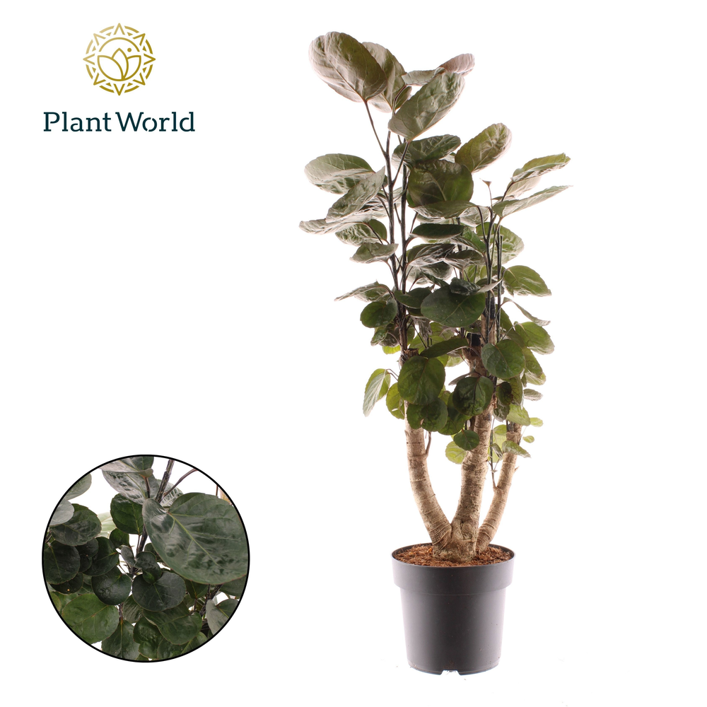 Polyscias Fabian vertakt (Decorum).