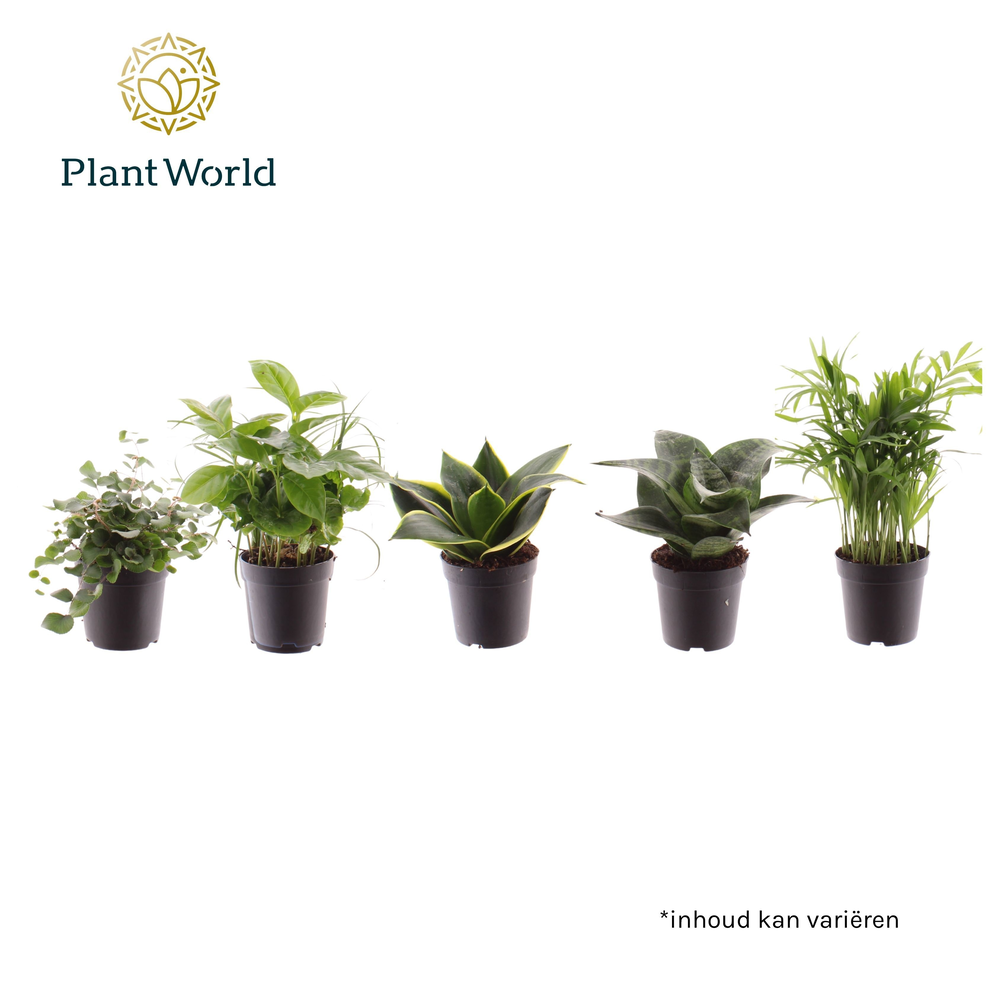 Keen on Green Texas mix 7 cm (Decorum).