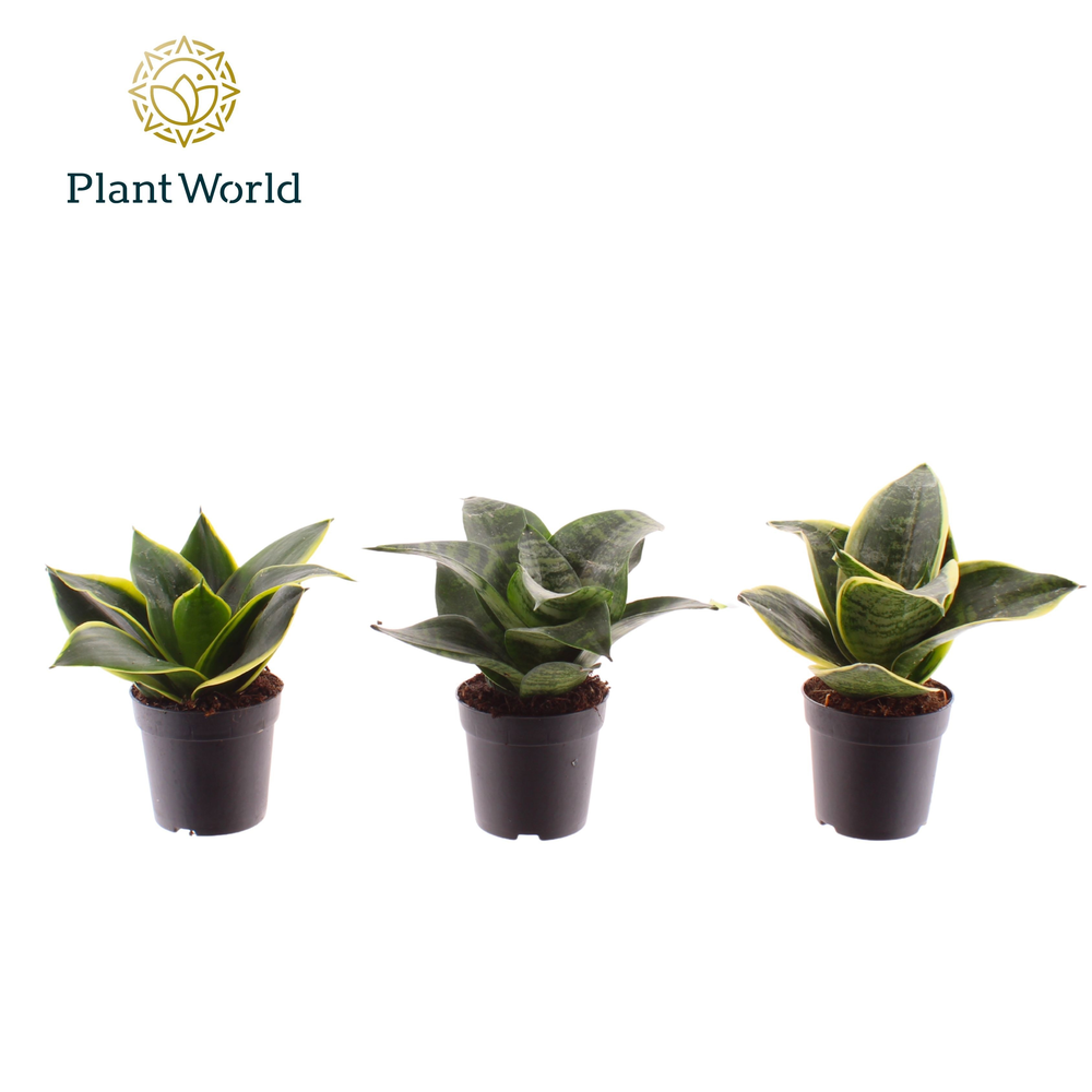 Sansevieria gemengd dwarf 7 cm.