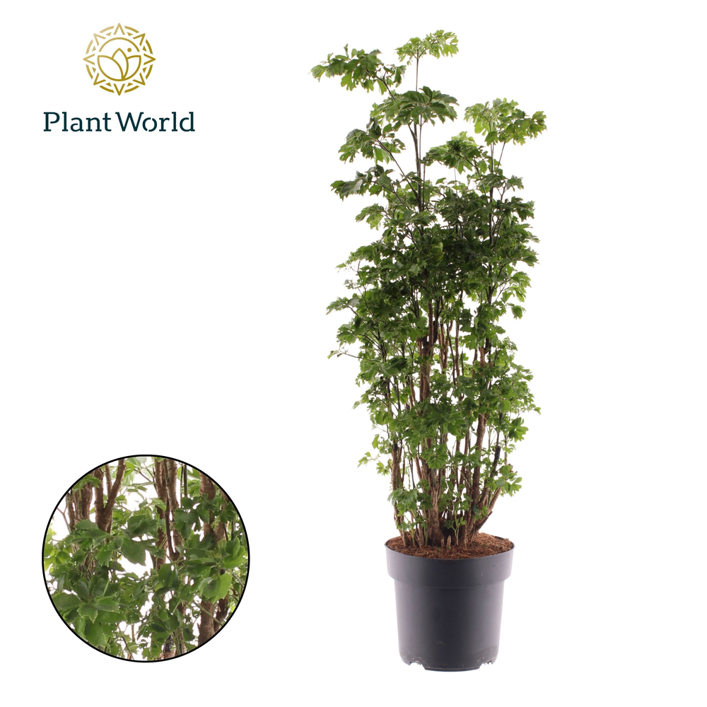 Polyscias Roble vertakt.