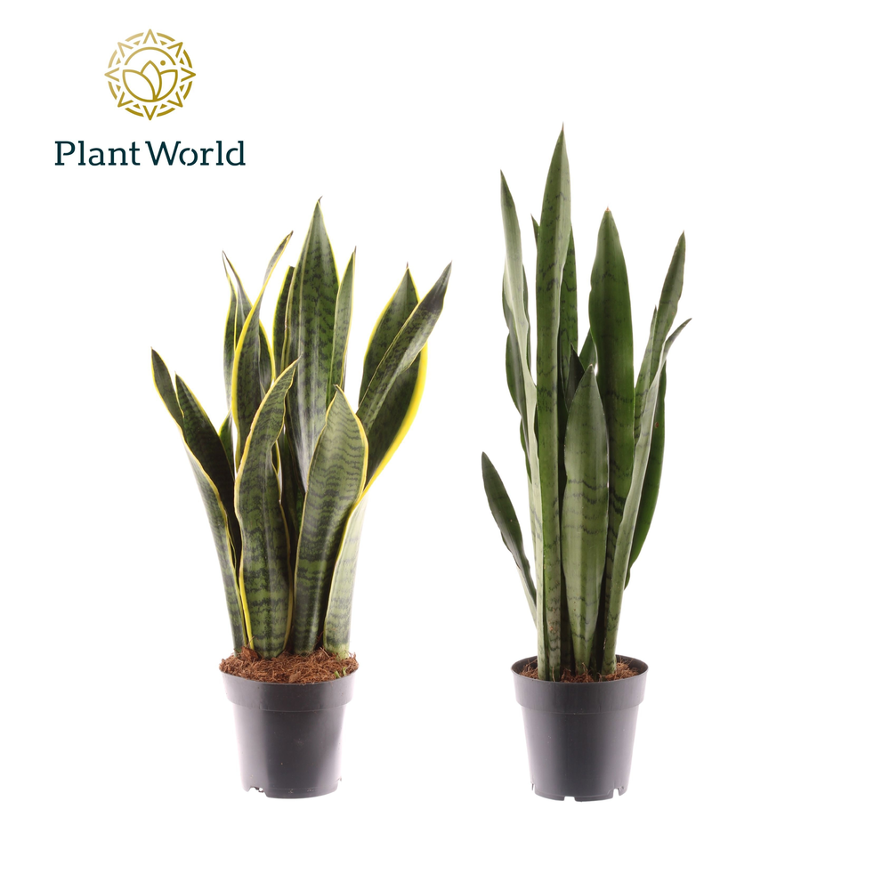 Sansevieria gemengd 2 soorten.