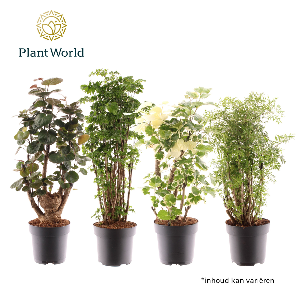 Polyscias vertakt gemengd.