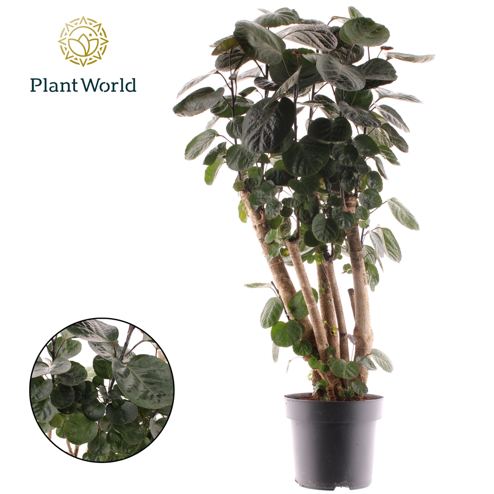 Polyscias Fabian vertakt.