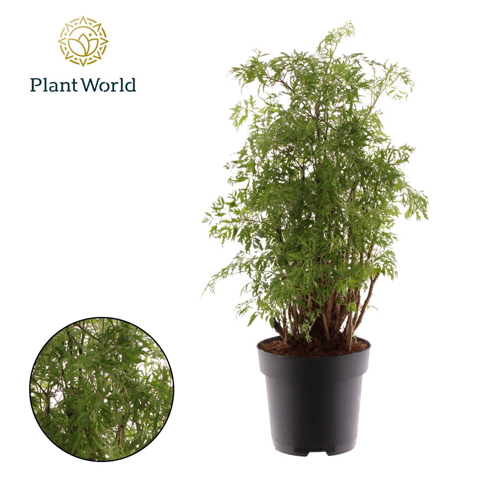 Polyscias Hawaiiana Ming vertakt.