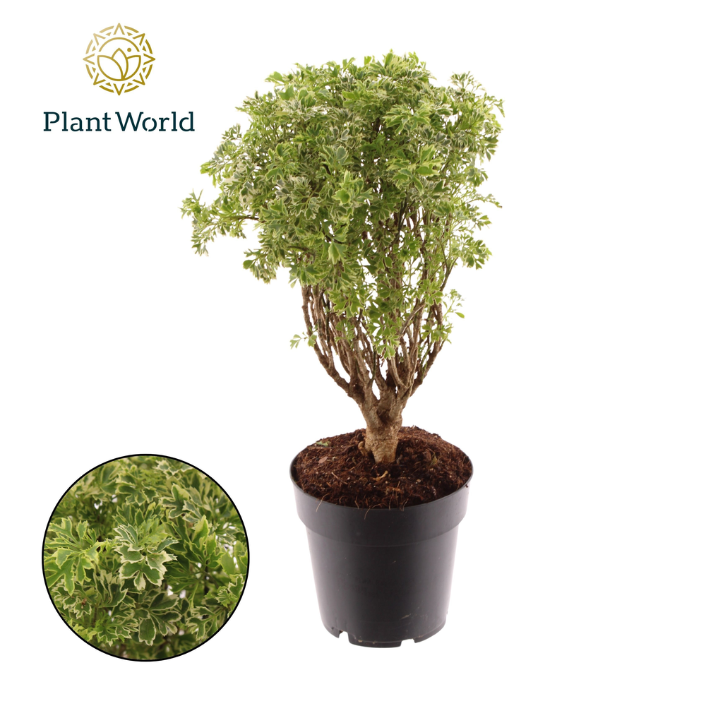 Polyscias Hawaiiana Ming Gold Bonsai (Decorum).