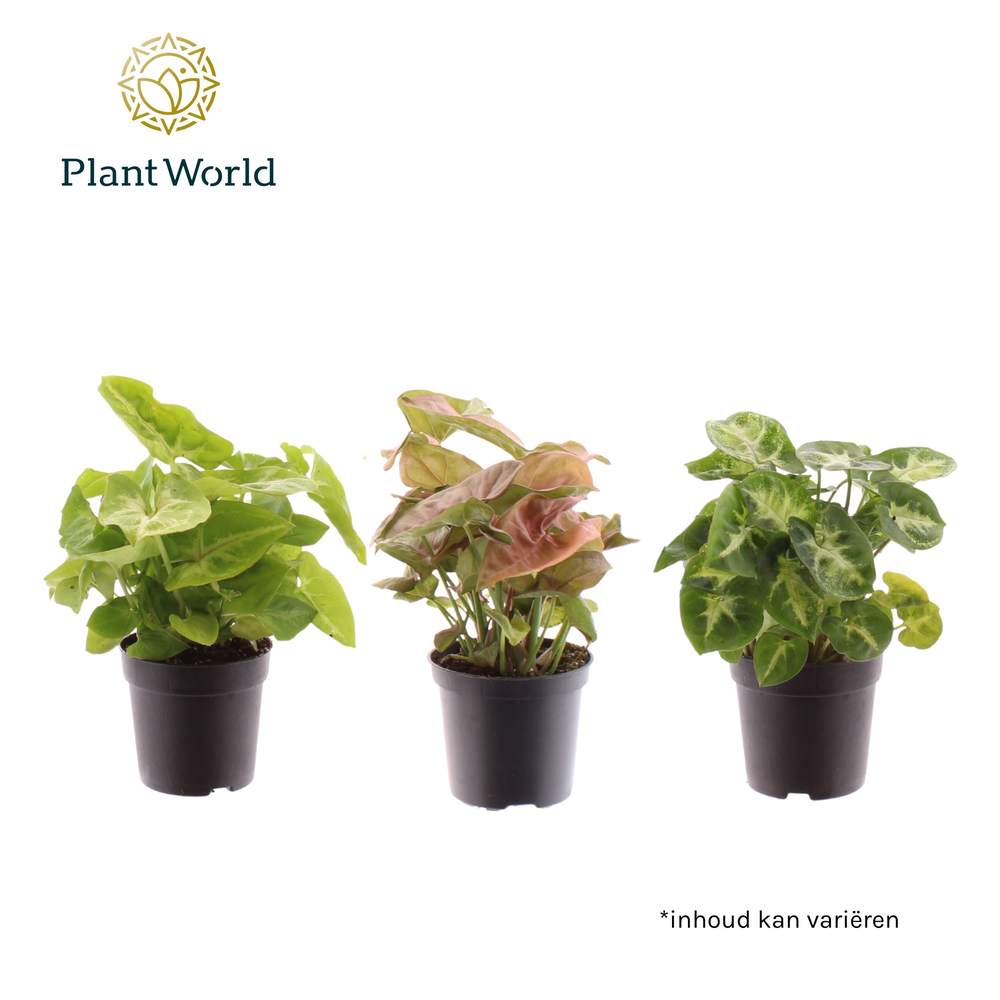 Syngonium gemengd 7 cm.