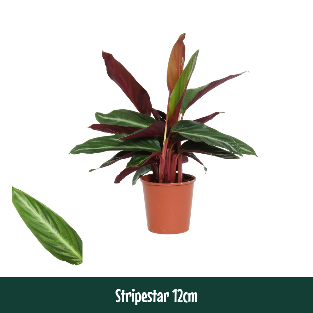 Calathea 12cm Stripestar.