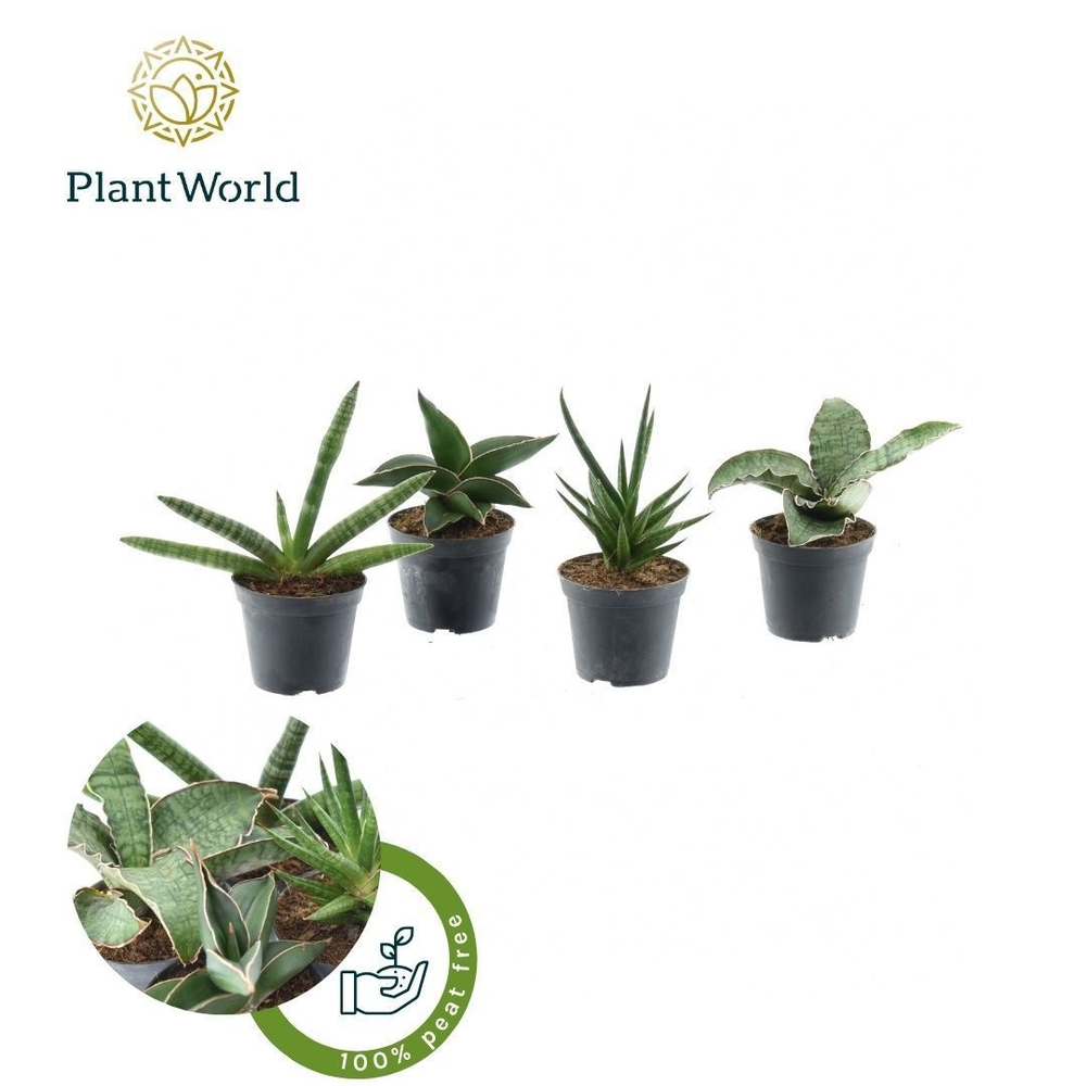 Sansevieria mix Victoria P8,5.