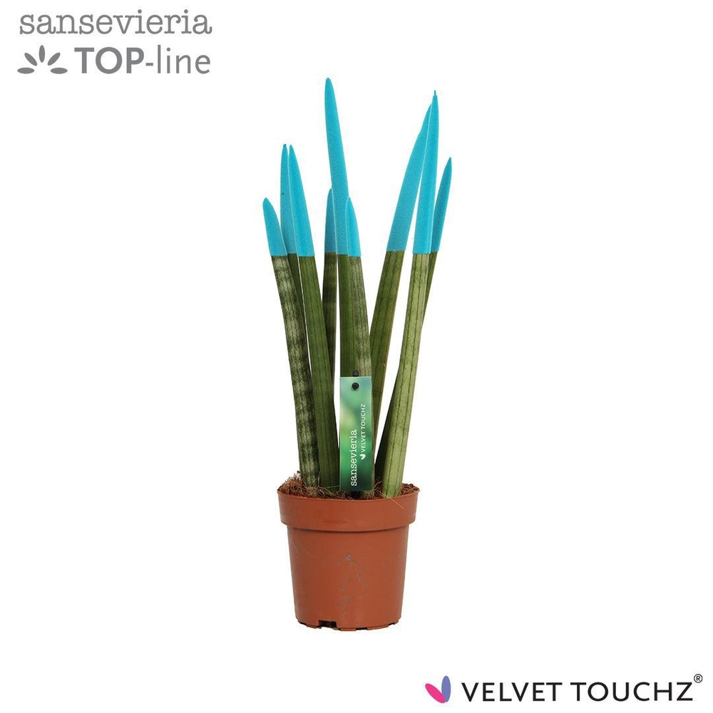 Sansevieria VELVET TOUCHZ® Aqua.