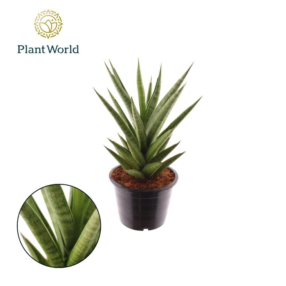 Sansevieria 'Starshooter'.