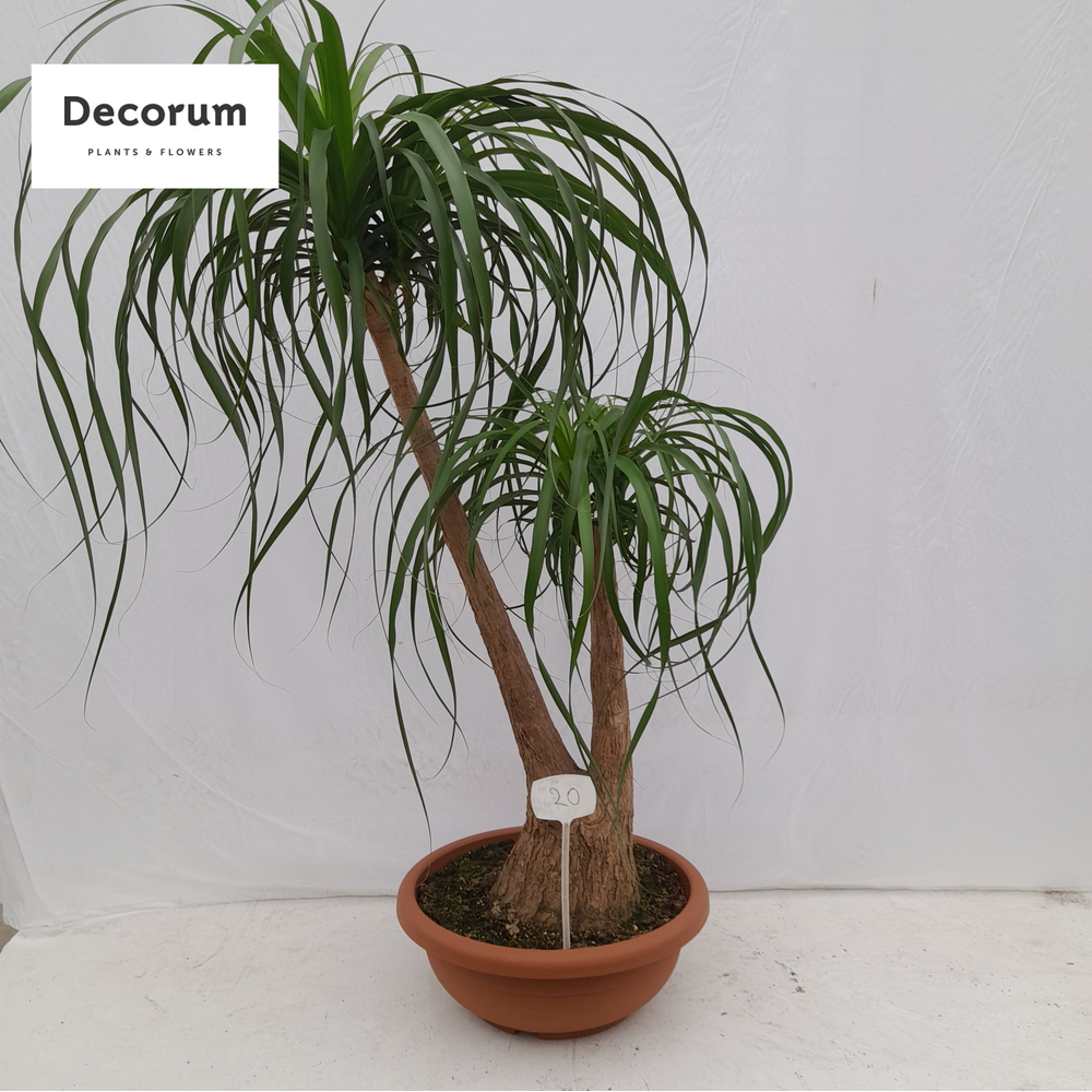 Beaucarnea vertakt op nummer 20.