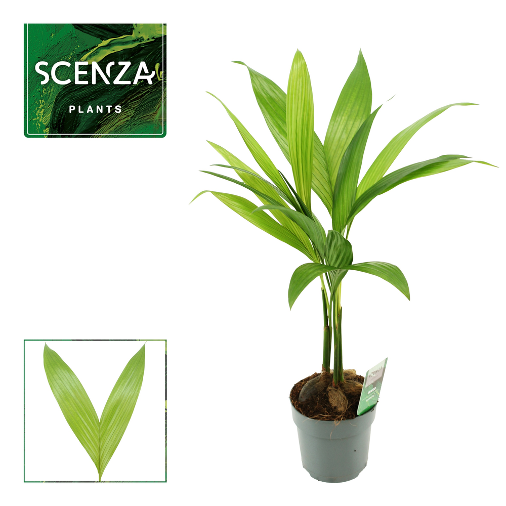 Areca Catechu 12 cm.