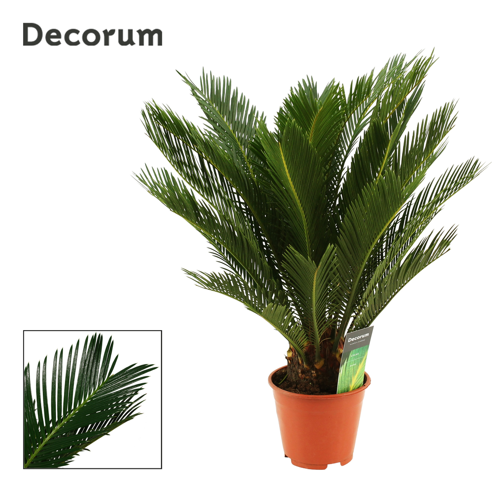 Cycas revoluta 14 cm, 10+ veren (Decorum).