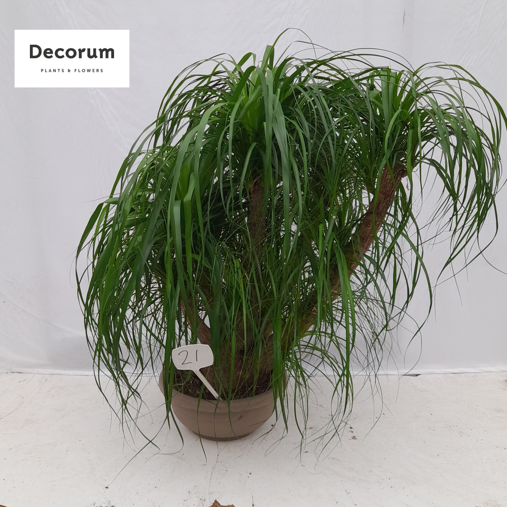 Beaucarnea vertakt op nummer 21.