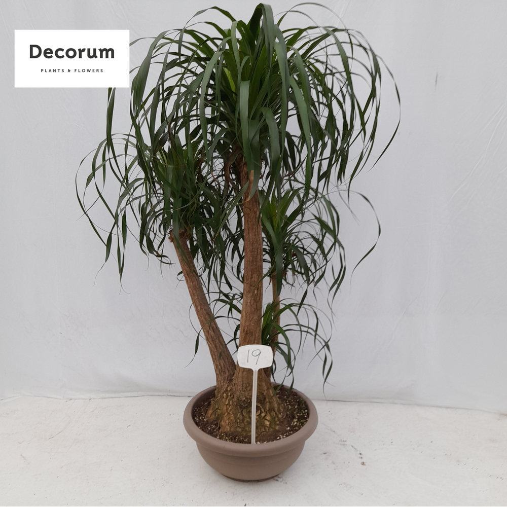 Beaucarnea vertakt op nummer 19.