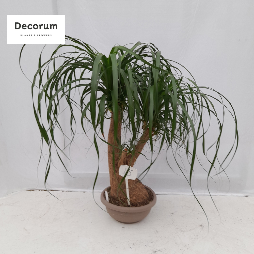 Beaucarnea vertakt op nummer 15.