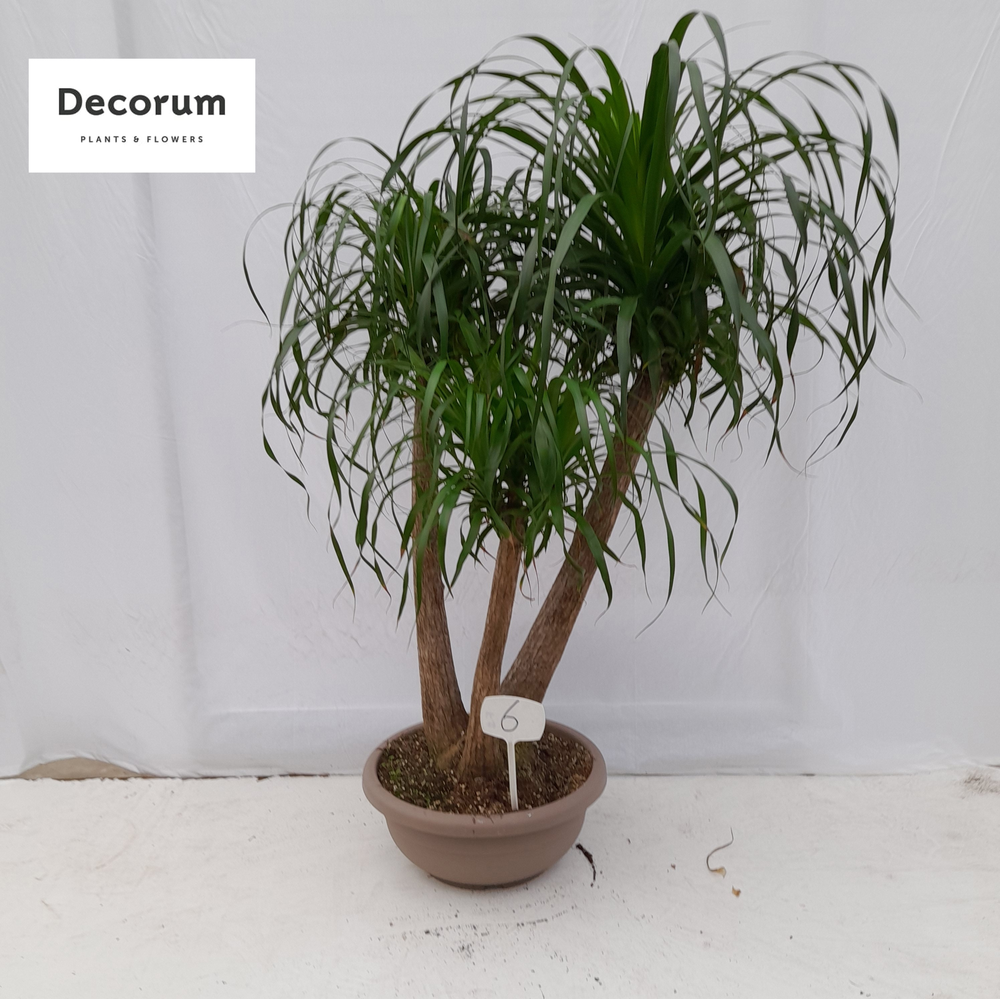 Beaucarnea vertakt op nummer 06.