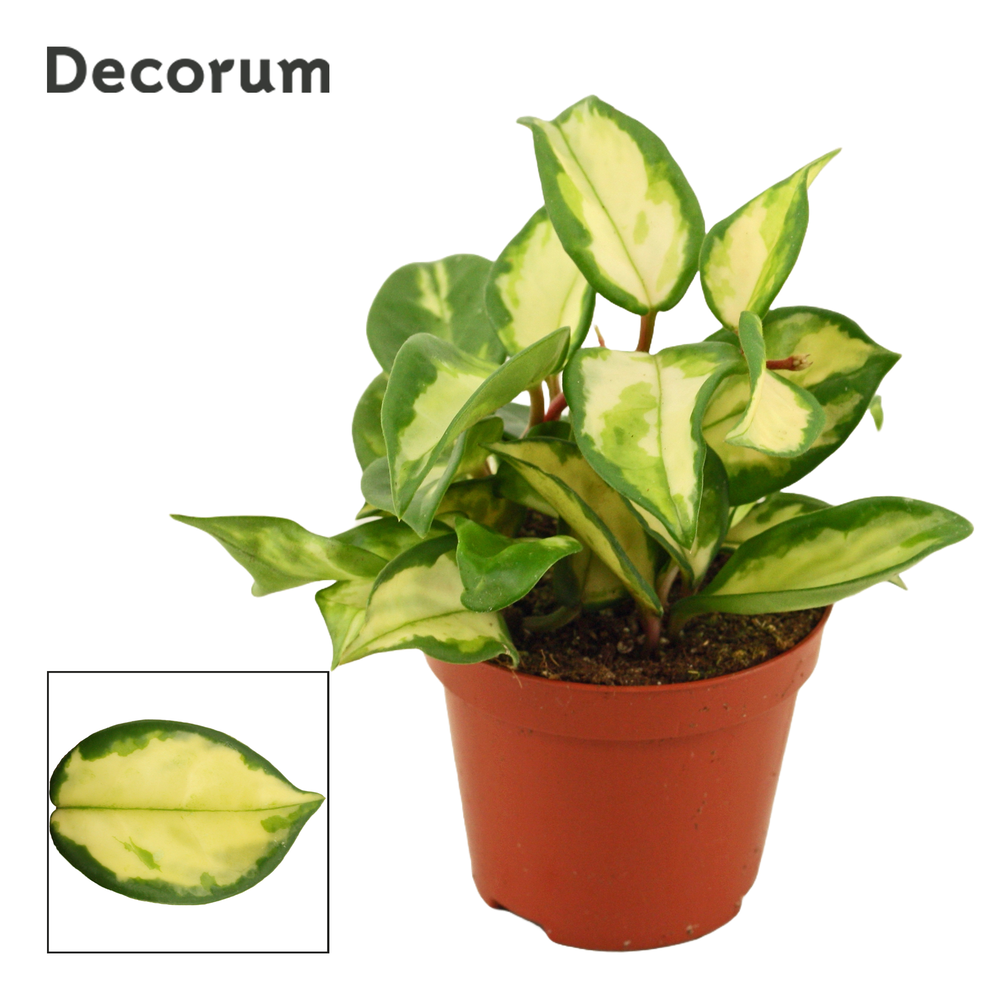 Hoya carnosa 9 cm Tricolor (Decorum).