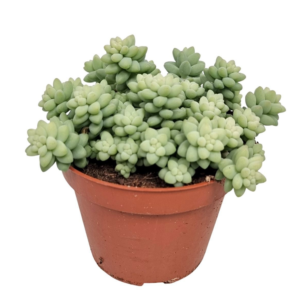 Sedum Burrito.